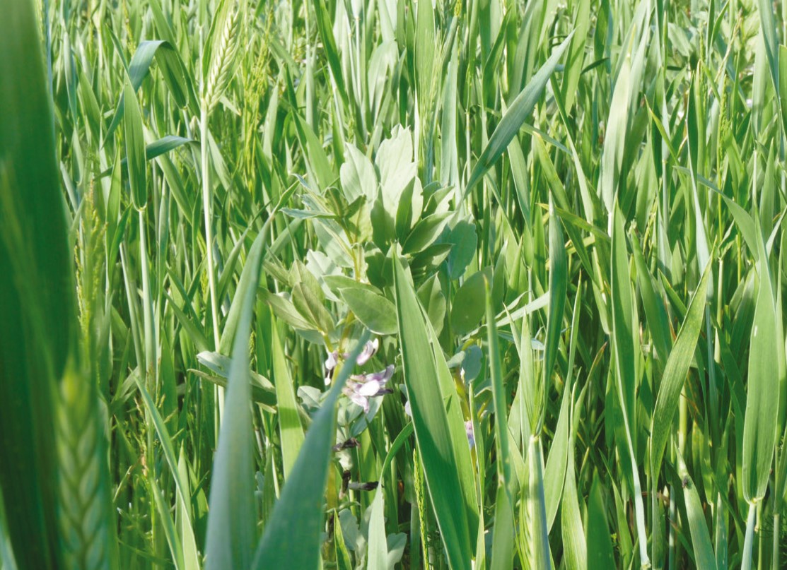 Féverole blé parcelle cultivée en association