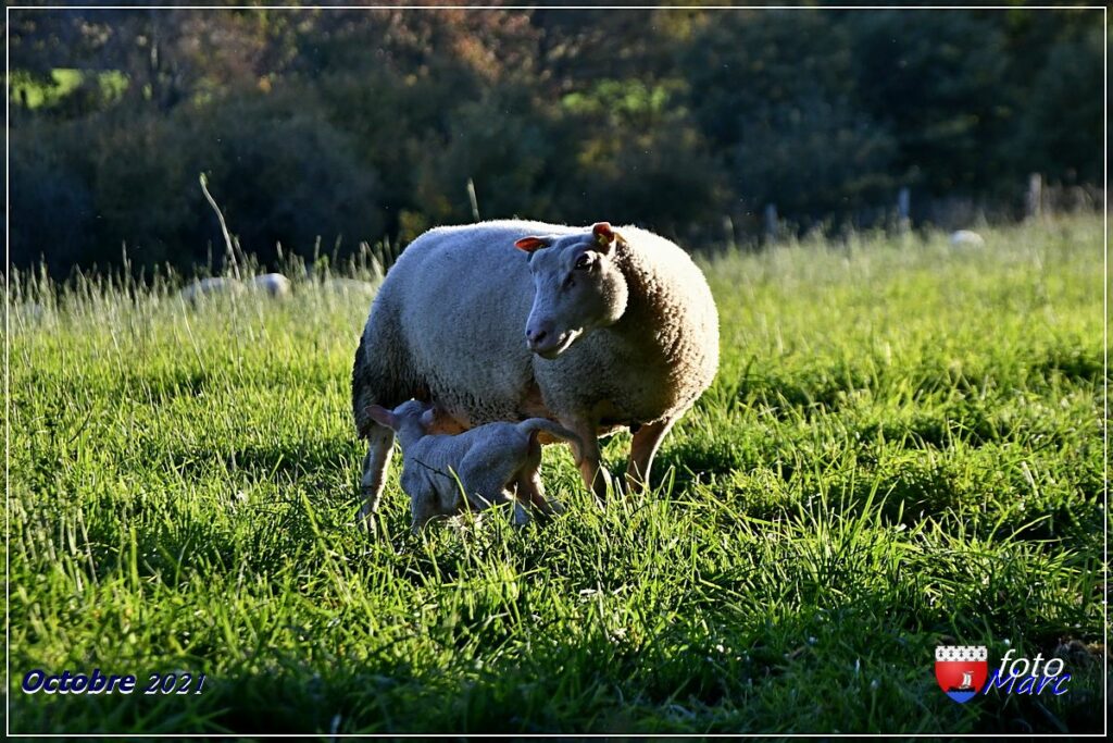Brebis allaitant agneau prairie