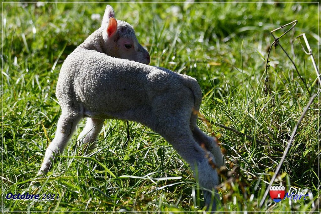 Agneau à l'herbe