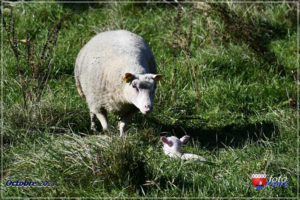 Brebis charmoise et agneau à l'herbe