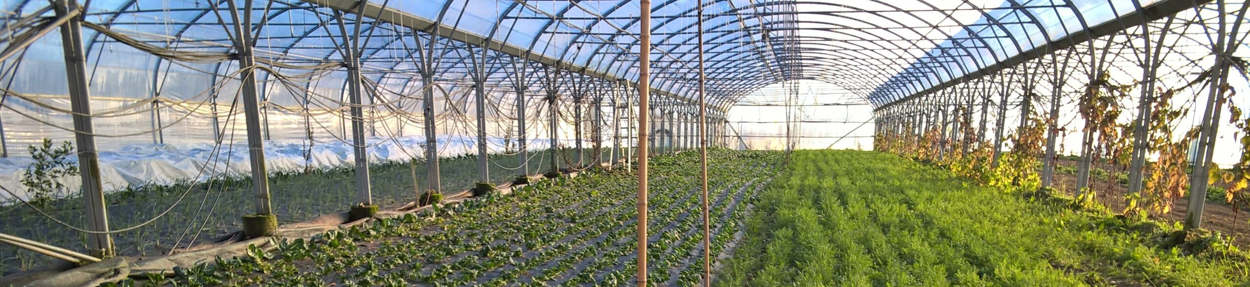 Légumes sous serre en mars épinards fenouil aillet