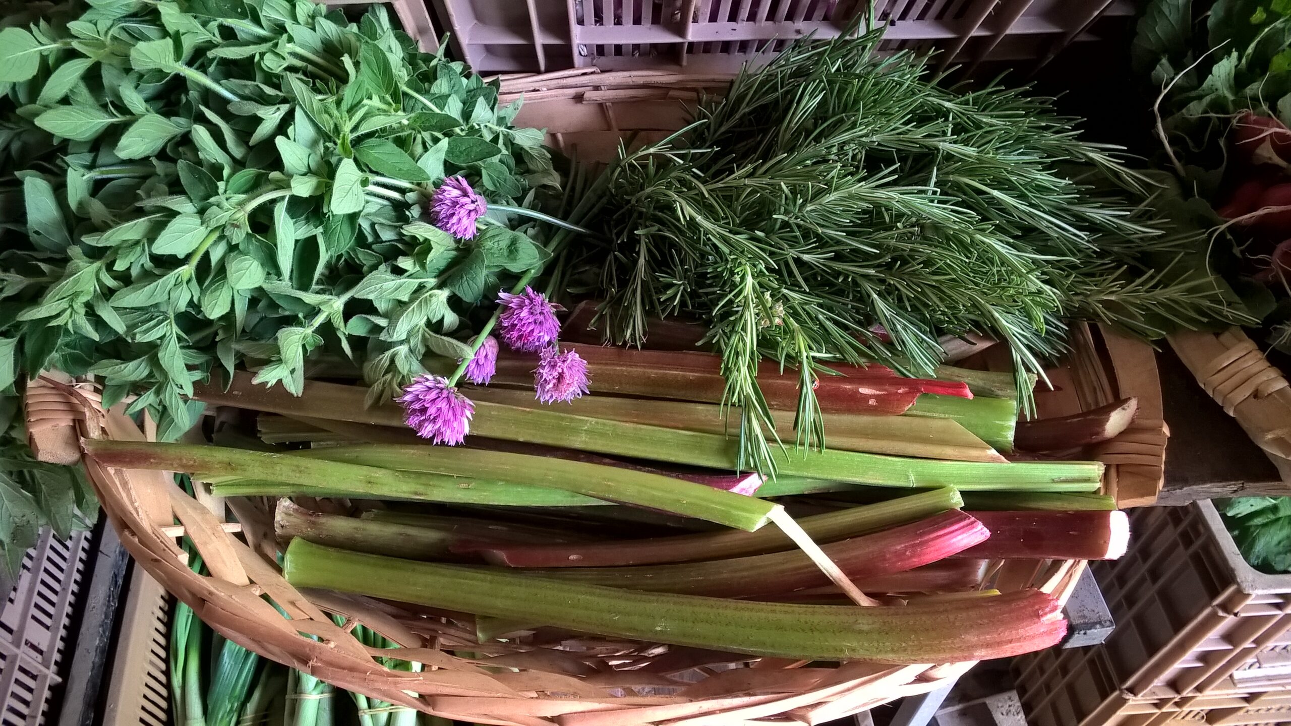 panier d'aromates romarin origan et de rhubarbes coupées