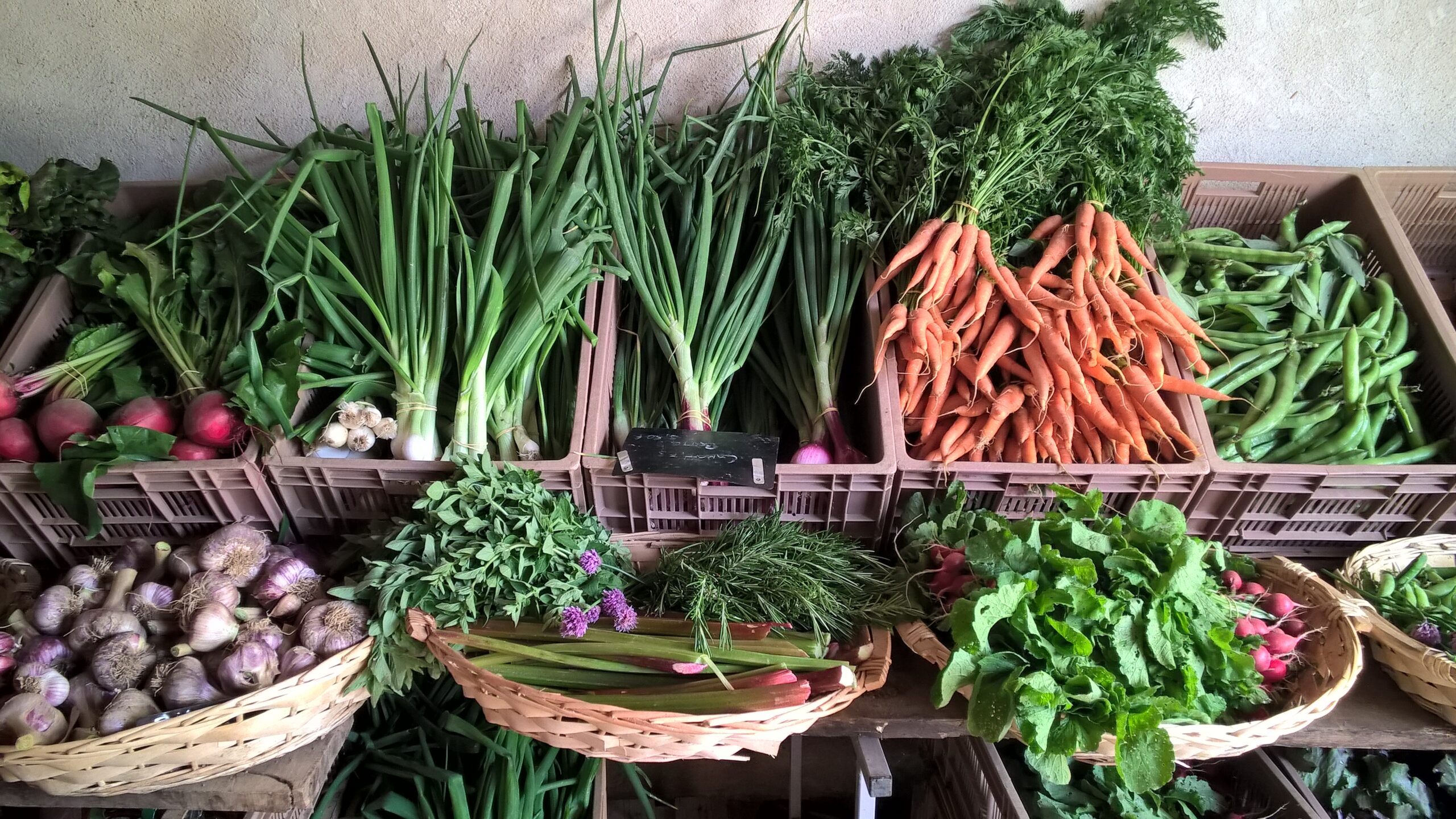 diversité de cagettes contenant des produits de saison des mois de mai-juin ( carottes, fèves, betteraves, ails, oignons)