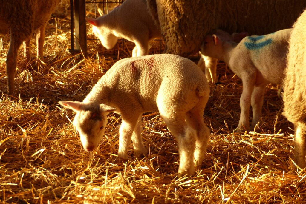 un agneau, en arrière plan un autre agneau tête sa maman bergerie paillée